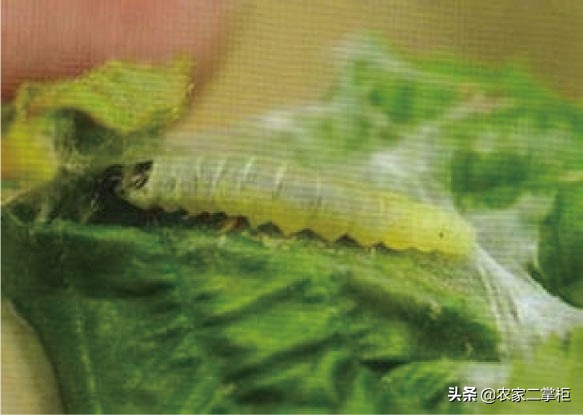 设施甜樱桃花期管理,樱桃种植技术及病虫害防治