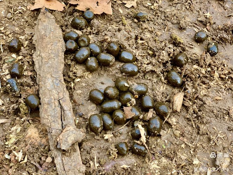 洛阳市宜阳凤凰岭射箭,宜阳县凤凰岭体育基地