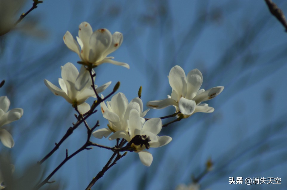 合肥杏花公园,合肥杏花公园相亲每周时间安排