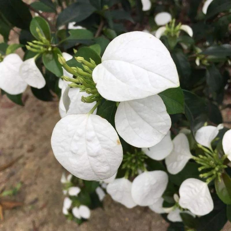 绿植长出白斑点,长叶片有白色条纹的绿植