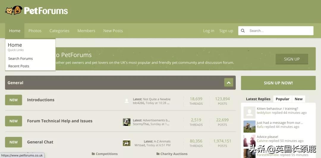 在英国哪里可以买宠物,英国如何饲养宠物猫咪