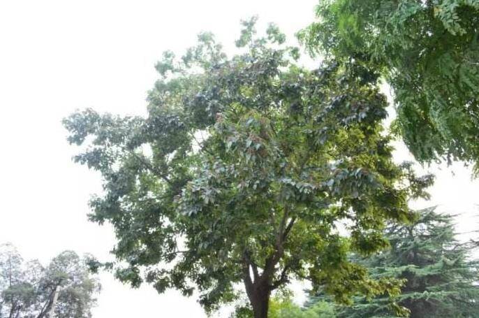 山似剑水如蓝，曾经年少在建南—建南纪事（上）