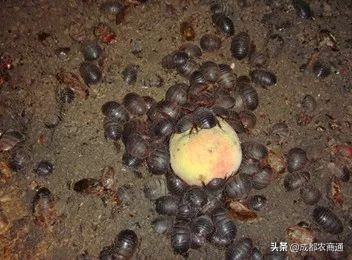 土元养殖的骗局,土元养殖场建造