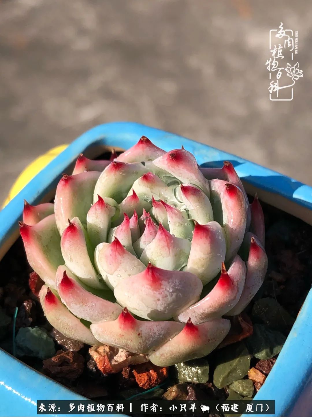 大城小爱：养多肉是个愉快的过程，种下去就有了无尽的期待