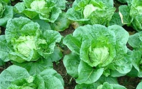 白菜菜青虫有自制妙招吗,大白菜菜青虫用药最佳配方
