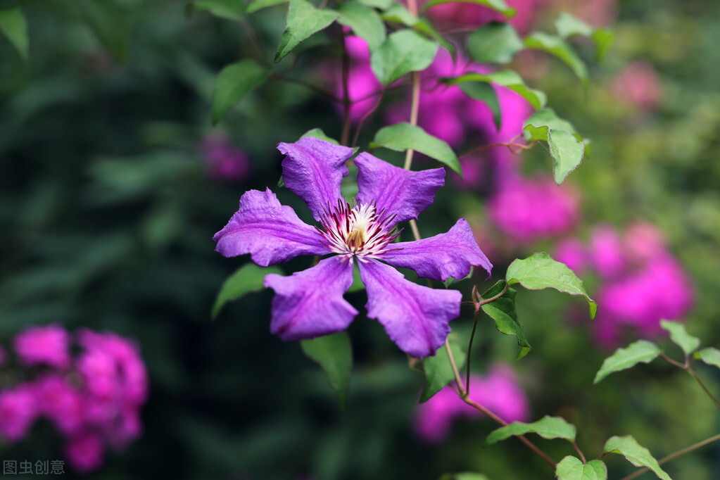都说它们是“花园三宝”，我却觉得是“花园三坑”，你觉得呢
