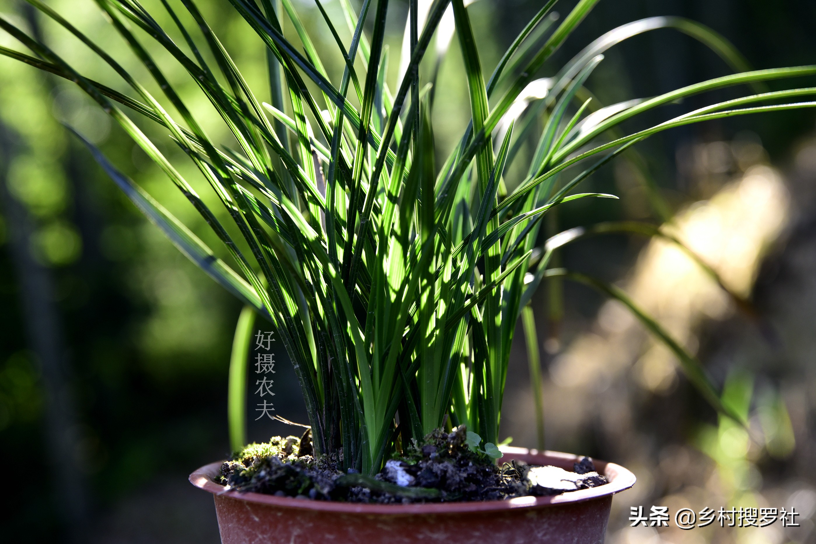 兰花得了炭疽病怎么治,兰花得了炭疽病怎么办