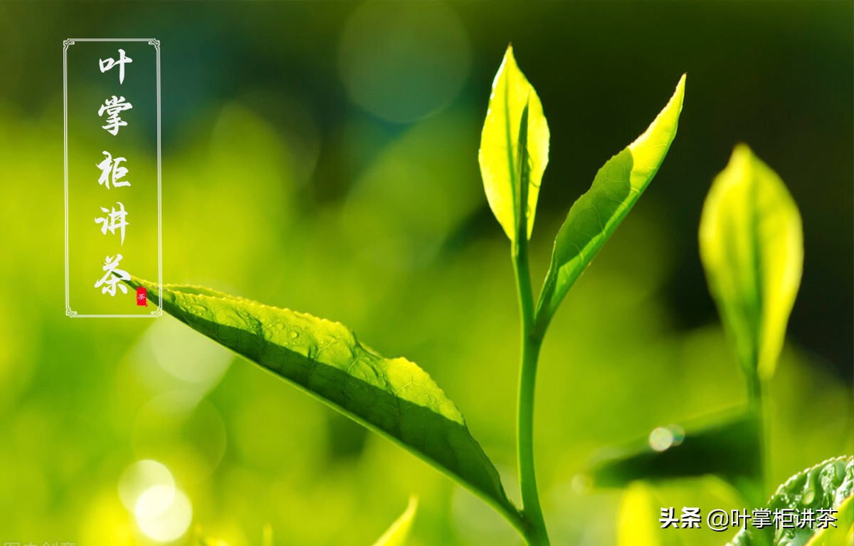 坦洋工夫红茶属于什么档次,坦洋工夫茶和祁门红茶怎么区分