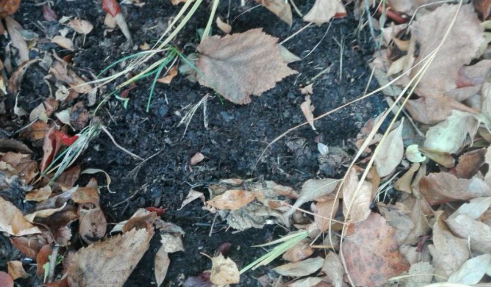 养什么花用营养土好,适合家里养的花土