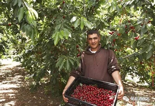 中国葡萄酒在中国市场的优劣,中国葡萄酒市场前景分析报告