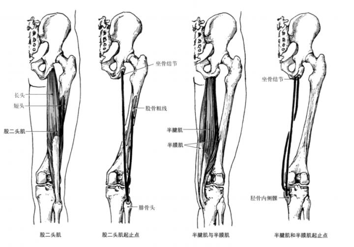 踝关节体态评估,体态评估如何评估踝关节内外翻