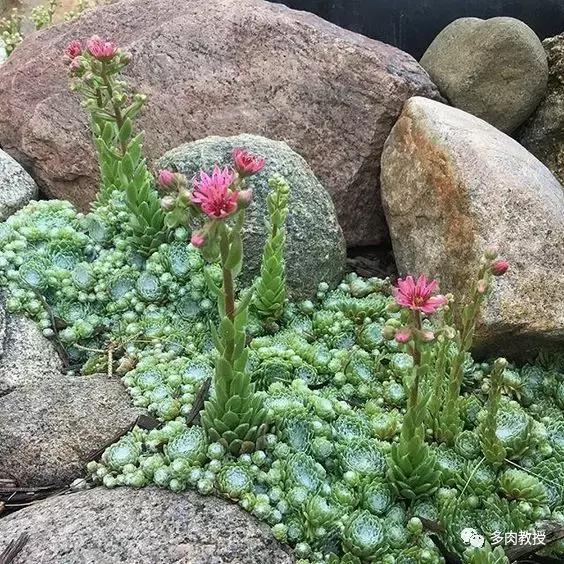 多肉发黄变软的叶子应怎么处理,多肉叶子发软发黄是什么原因呢