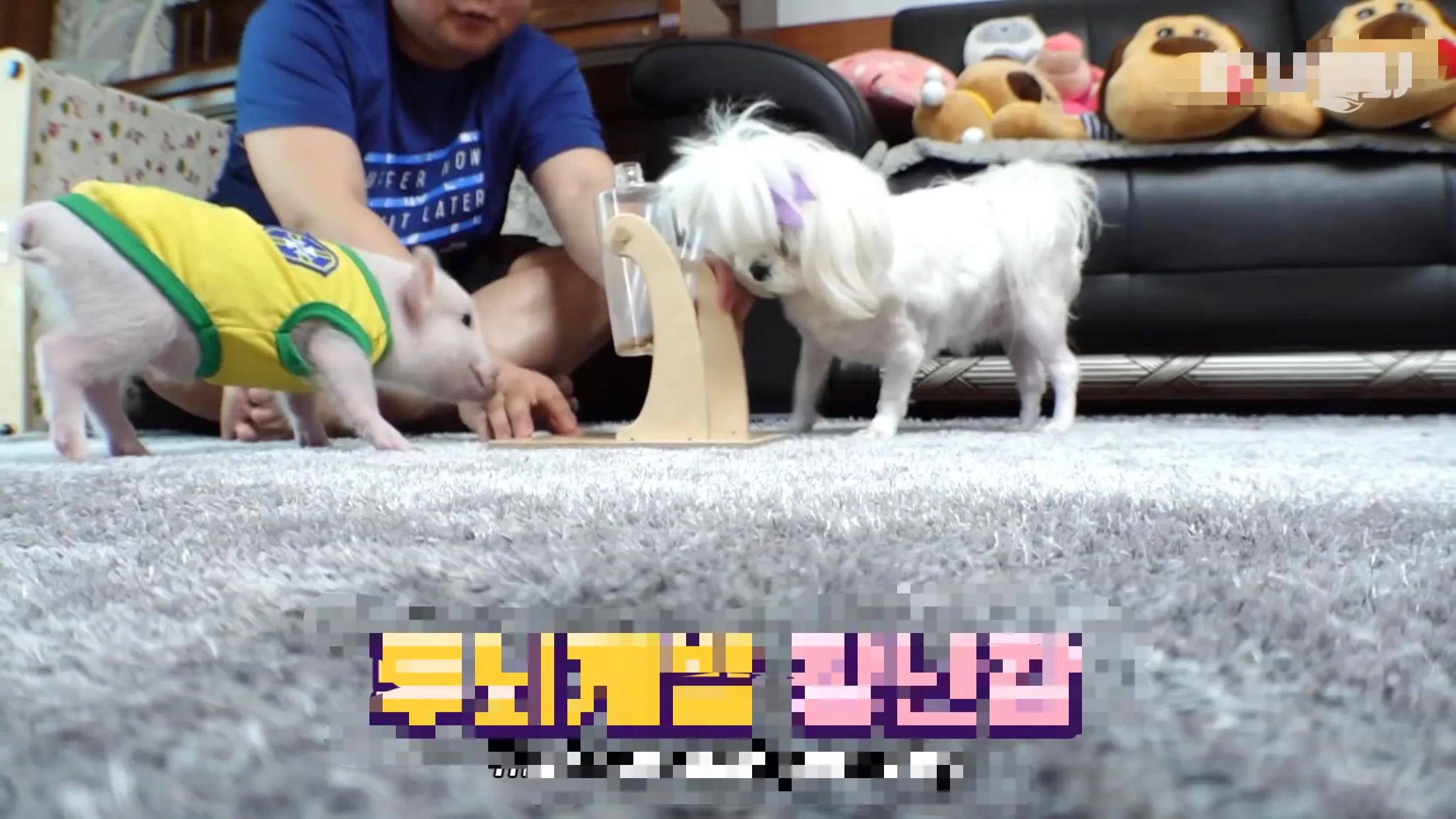 小猪的智商高达多少 (韩国最聪明的小猪)