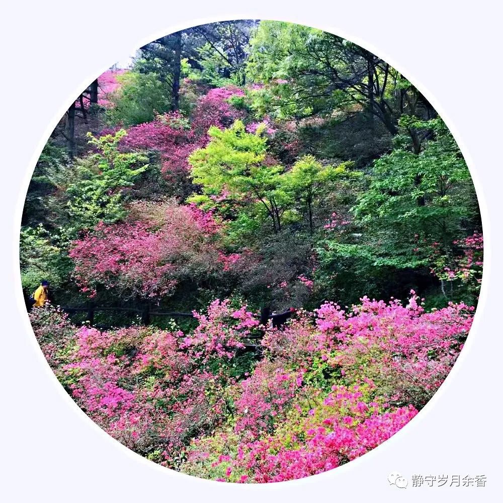 情满龟峰·诗涌花海