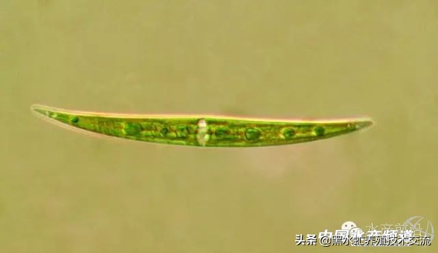 水产藻类大全图片,水产藻类知识大全
