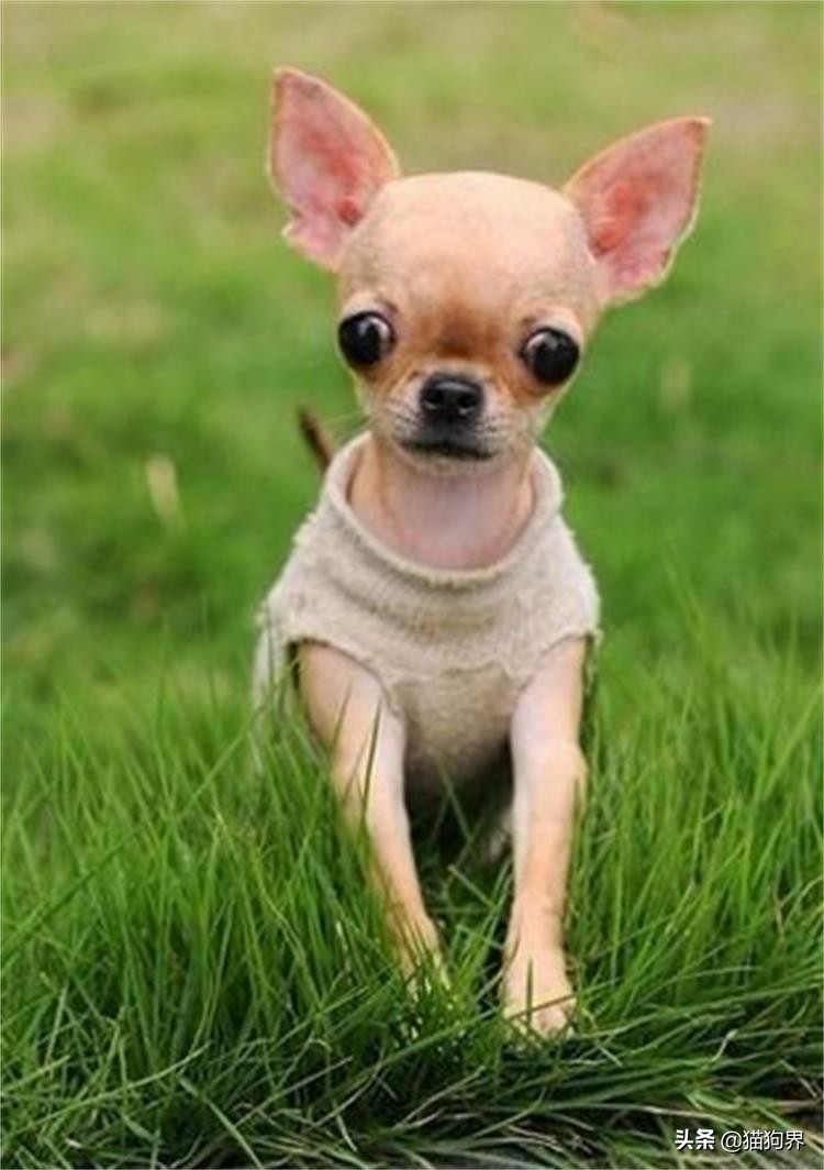 狗狗大便正常但不怎么活跃,狗狗大便特别臭解决方法