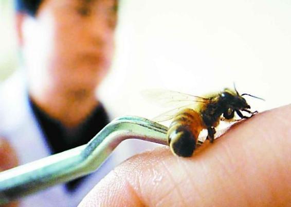 4岁孩子被蜜蜂咬了怎么办,孩子被蜜蜂蛰了妈妈很心疼