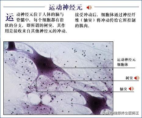 人体健康之运动神经元病,运动神经元病的锻炼方法