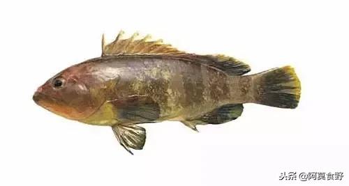 便宜常见海鲜鱼有哪些,各种名贵鱼的种类