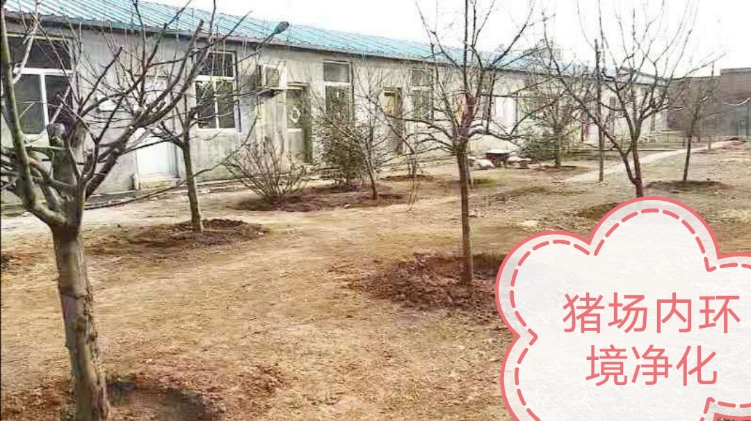 老鼠“糟蹋”饲料袋：防不胜防？哪种灭鼠防治方法更有效、科学？