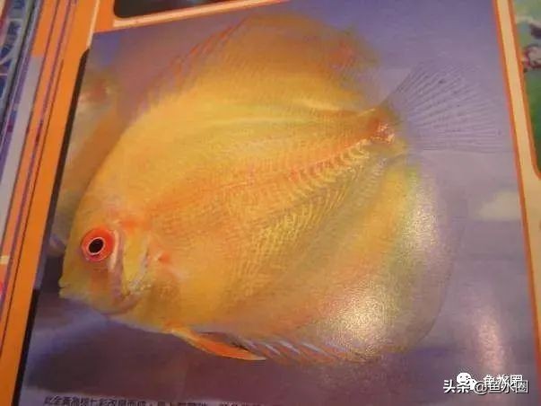 七彩神仙最好看的品种,七彩神仙多大分品种