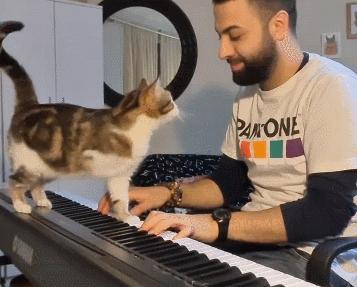 因为爱，瘫痪14年的猫咪一直在创造奇迹