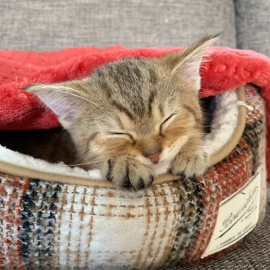 小奶猫成精睡姿萌化,一只成精的猫咪这睡姿太可怕了