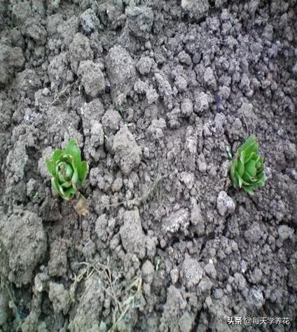 百合虫害的防治方法,百合病虫防治和管理