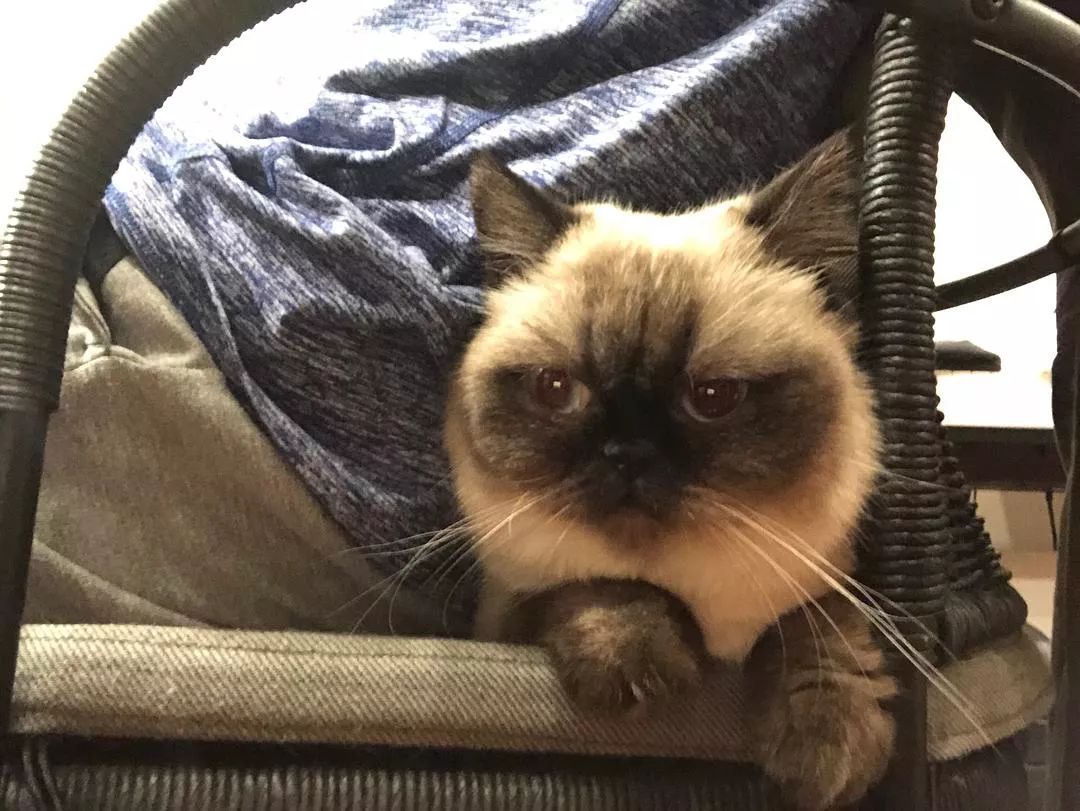 视频会议不谨慎点到开麦怎么办,视频会议看不到屏幕共享