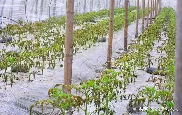 我家有“粪”不用再花钱买有机肥？对不起，你的灾难要来了