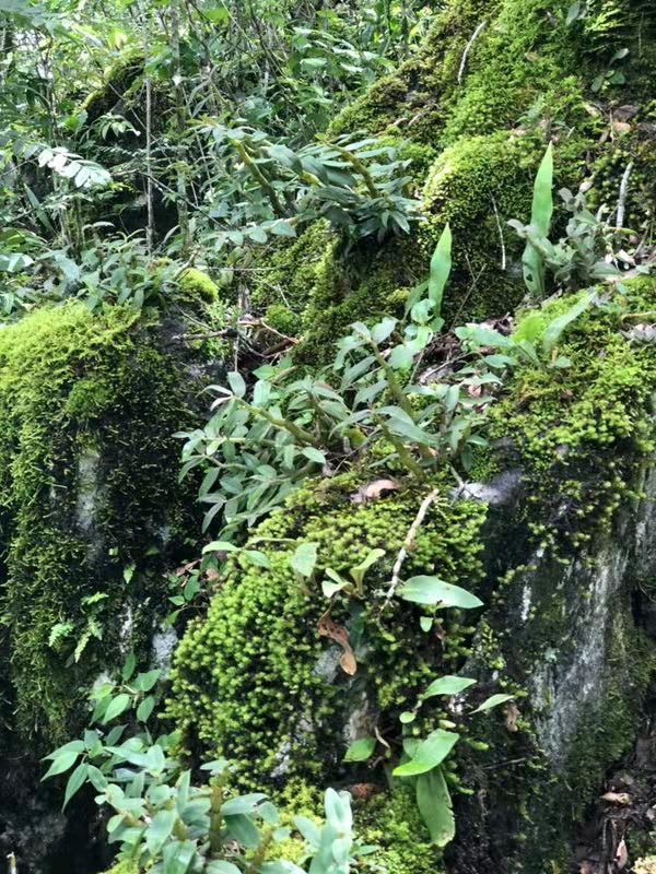 怎么样选择优质的铁皮石斛,铁皮石斛干条如何挑选