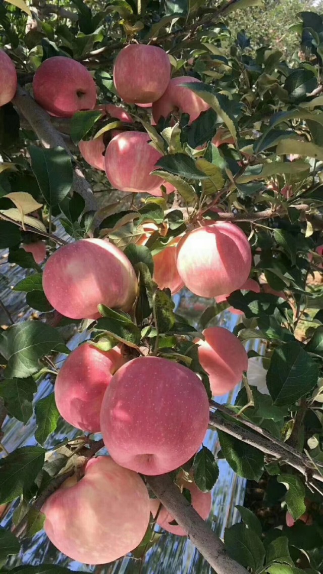 池州大事件，陕西眉县猕猴桃全城免费送！送！送！