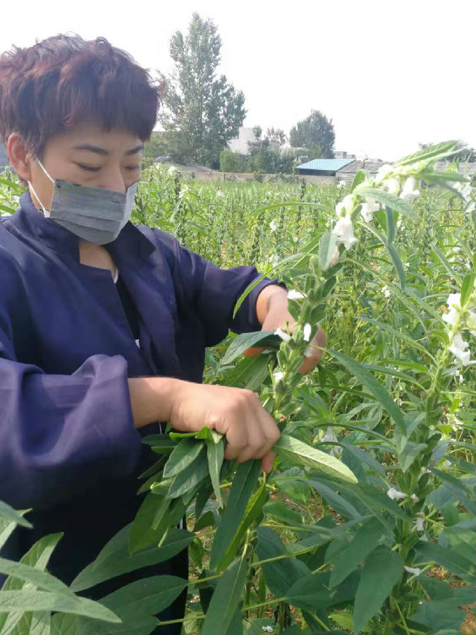 河南新野前高庙乡电商女时静：杭州返家乡特产网上香