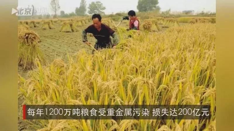 他远离污染，耗时6年扎根纯净沙漠种大米，值得吗？