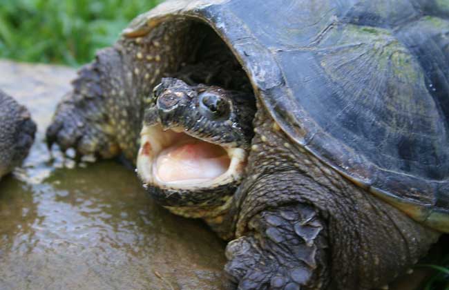 乌龟白眼病眼药水,乌龟治疗白眼一般多长时间
