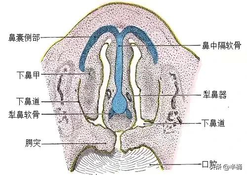 猫抓到老鼠不吃是什么原因,为什么猫抓到老鼠不立刻吃掉呢