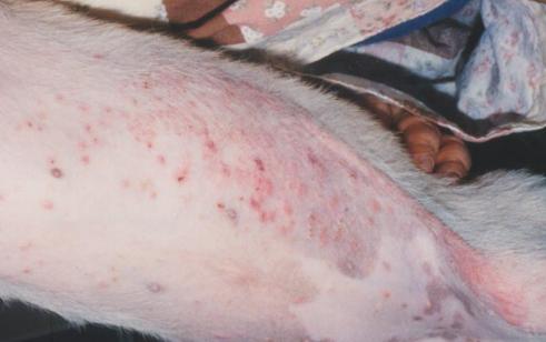 狗狗常见的病怎么预防,狗狗生病了怎么预防