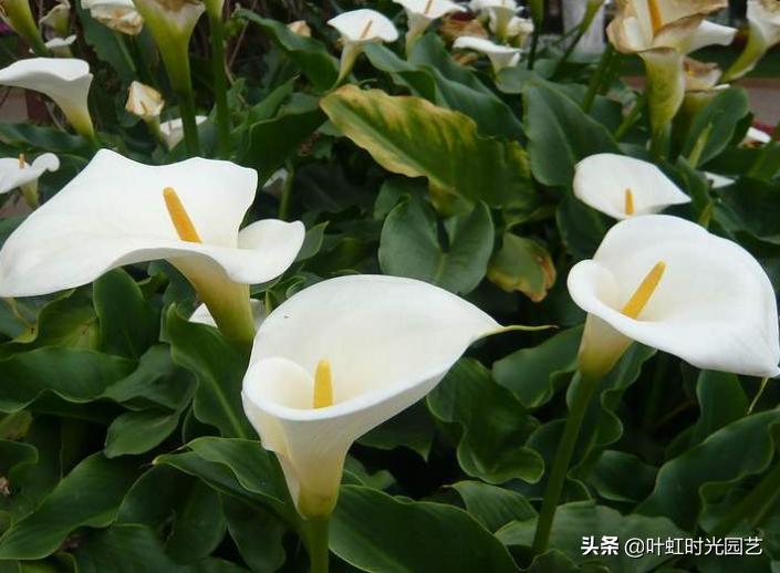 7月养护马蹄莲，关注这5点，长势颇好