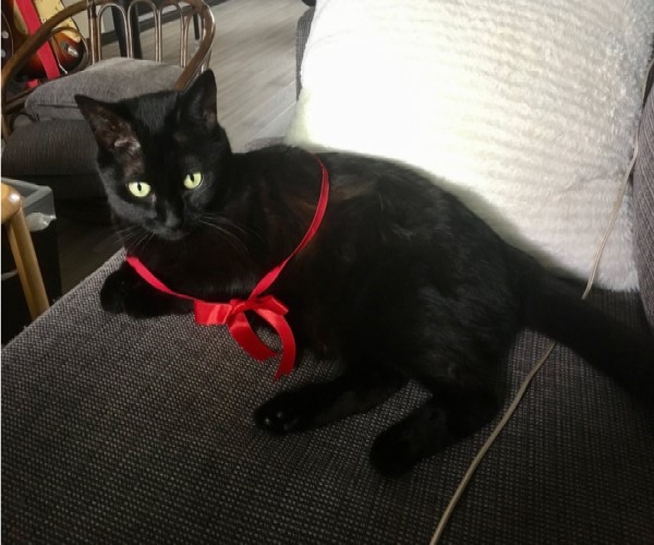 猫咪变身奥秘 (盘点猫咪成精)