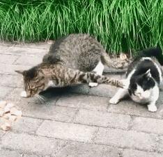 是谁？把我的足球换成实心的了？疼啊