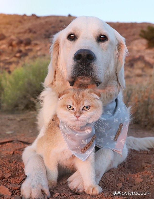 苏格兰与折耳猫,苏格兰折耳猫和折耳猫