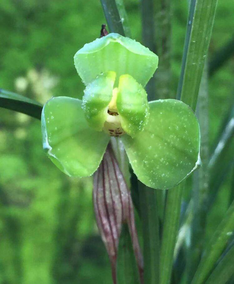 兰花叶片不长怎么回事,兰花不生长黄叶怎么回事