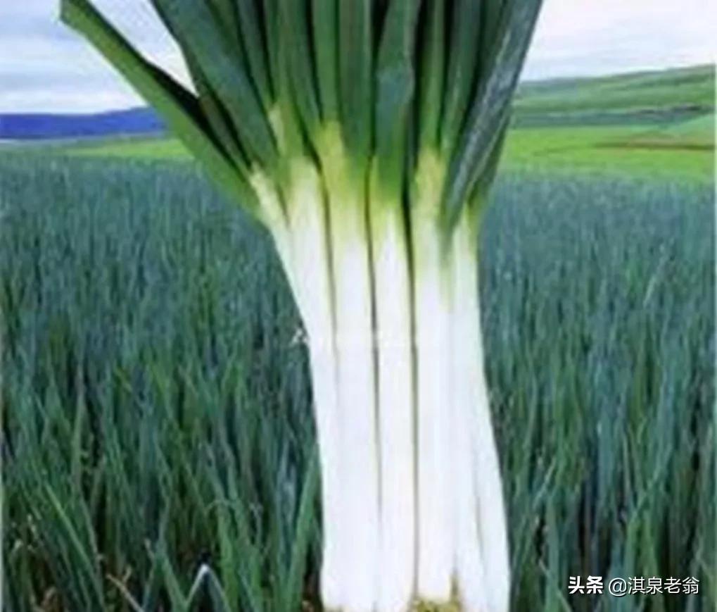 大葱生地蛆是怎么回事,大葱移栽后有地蛆怎样处理
