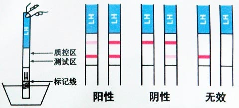 备孕如何抓准排卵期,备孕期该怎么监测排卵