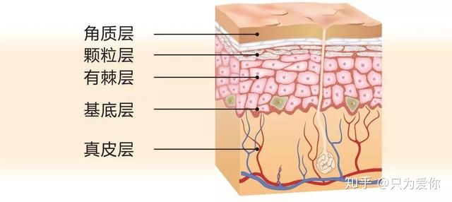 明星保持胶原蛋白的秘诀,明星怎么补充胶原蛋白