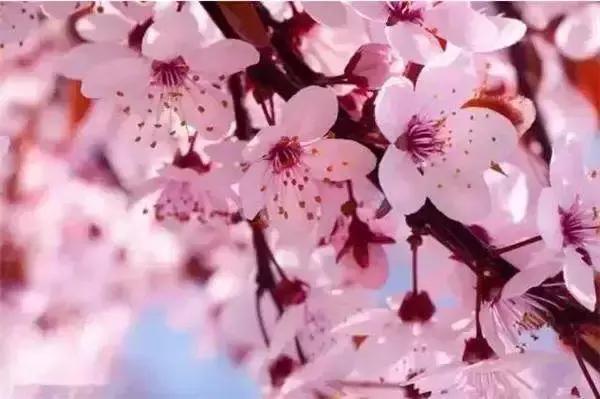 天津赏花好玩的公园,天津东丽湖哪里可以赏花