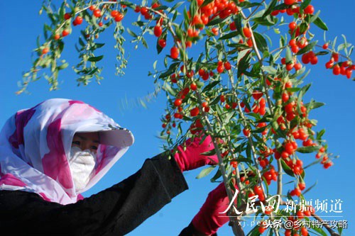疆客巴州名优特产,疆好货新疆特产干果