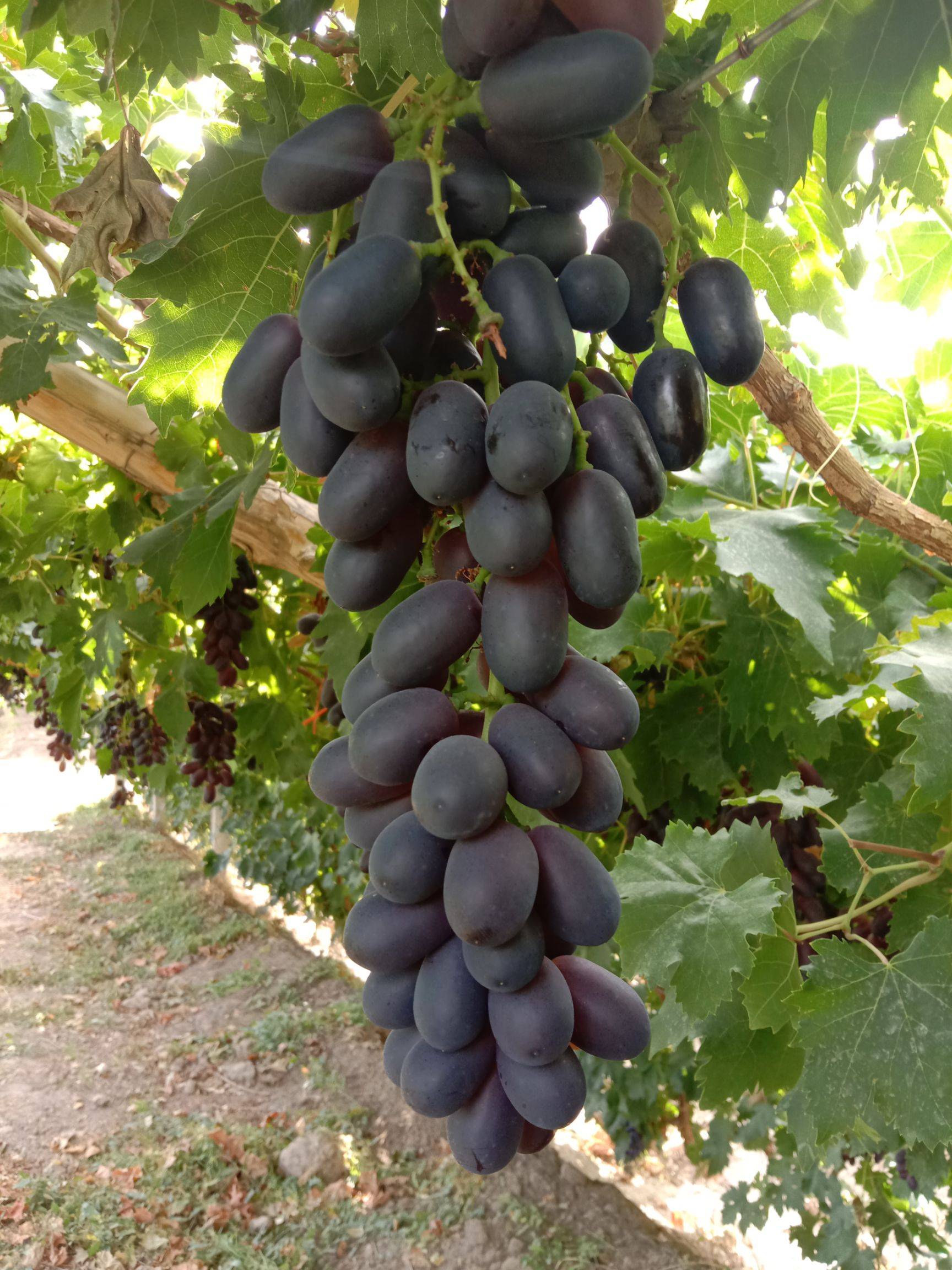 *疆新**干果大家族中的大哥大，带你一起了解葡萄干的兄弟姐妹