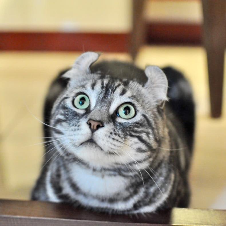 猫咪在家里乱拉尿怎么办,猫咪尿尿向后喷怎么解决