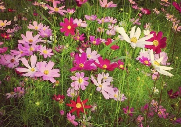 大东山春天的景色,大东山的秋天